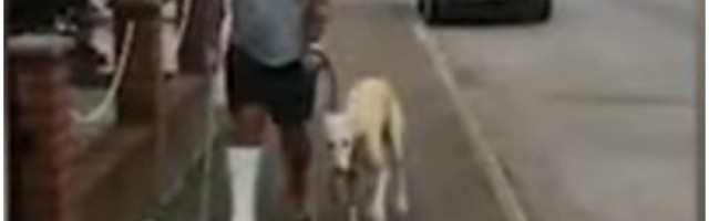 Vlasnik je odveo svog psa kod veterinara zbog šape, a ono što mu je lekar rekao prosto je neverovatno!