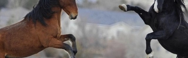 Magarci i konji koji kopaju bunare održavaju pustinjske ekosisteme i povećavaju raznovrsnost svih životinja (FOTO)