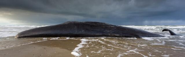 U nasukanom kitu našli ćilibar od pola miliona evra!