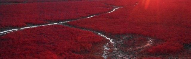Crvena plaža u Kini: Svi misle da je nastala u fotošopu