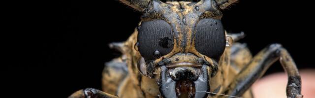 DA SE UPLAŠIŠ! Životinjsko carstvo krije jezive prizore, pogledajte samo ova čuda