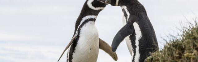 Cena jeftine sardine na tanjiru: Industrijski ribolov doveo afričke pingvine na ivicu istrebljenja