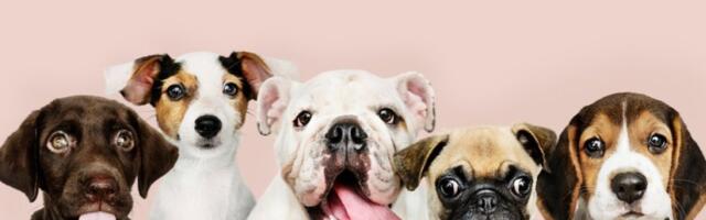 Najtraženija rasa psa na Guglu: Već 17 godina se nije skidao sa trona