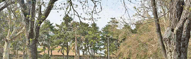 Лисице, веверице и јежеви шетају по парковима