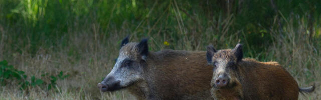 У Немачкој за годину дана одстрељено око три хиљаде „радиоактивних” дивљих свиња