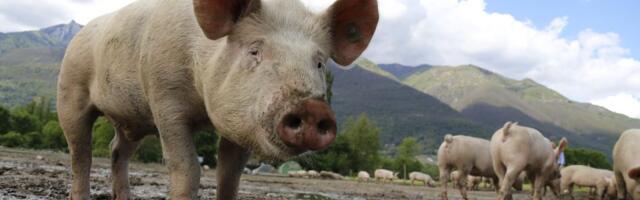 Slučaj trihineloze potvrđen kod domaćih svinja u Mačvanskom okrugu