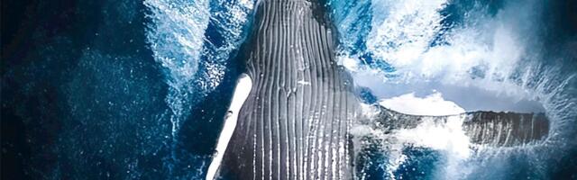 Drama kod Vismara: Grbavi kit nasukan na peščani sprud, stručnjaci strepe od najgoreg