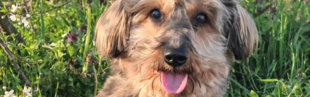 Čedi je vlasnik okrenuo leđa zbog bolesti: Uvećano srce, jednjak sužen, ali se raduje životu u novom domu