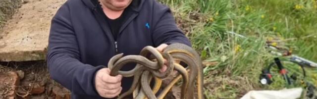 Vladica je najbolji hvatač ZMIJA: Od ovog snimka podilazi JEZA, pogledajte šta drži u ruci! (VIDEO)