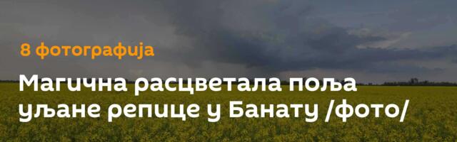 Магична расцветала поља уљане репице у Банату /фото/