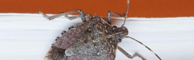 Znate li u čemu je razlika između zelenih i smeđih smrdibuba? Nije samo u BOJI