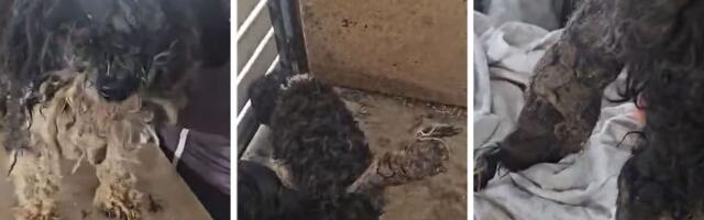 Pas iz Ratkova liči na strašilo: Noge "betonirane" naslagama izmeta, zbog njegovog repa gori Fejsbuk