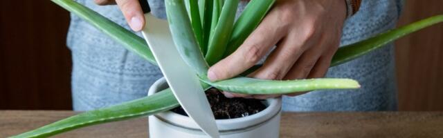 Jedna biljka koja deluje kao skalpel: Rešava ožiljke, strije i opekotine uz samo nekoliko korišćenja