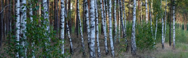 ​Повећава се концентрација полена дрвенастих биљака у априлу