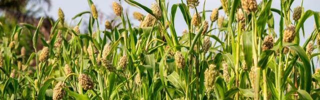 Godinama je bila hrana siromašnih, a danas je nutricionisti obožavaju: Drevna žitarica čuva srce i topi glad
