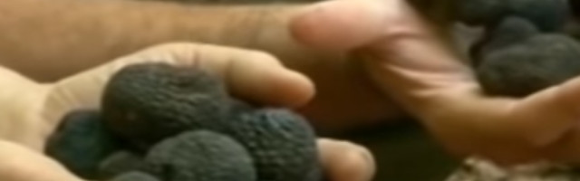 Sukob među tartufarima se nastavlja