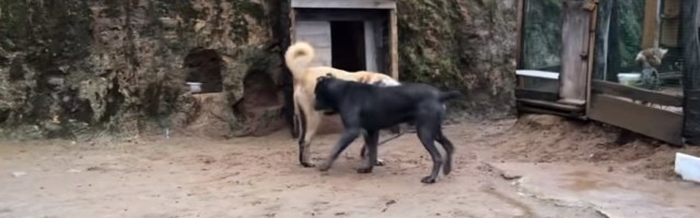 HOROR NA FRUŠKOJ GORI: Razjareni psi IZUJEDALI devojčice koje su krenule kod dede u posetu