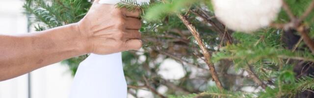 Trik da jelka ostane sveža, a iglice ne otpadaju