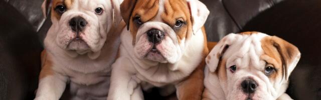 Lenj, veran i naboran - engleski buldog