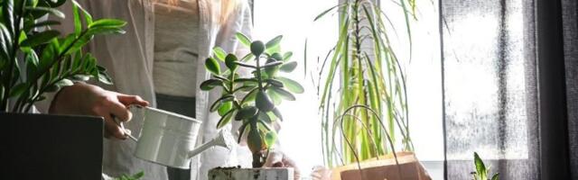 Ovo je najveća greška prilikom zalivanja biljaka - zato se suše (VIDEO)