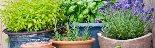 Bosiljak donosi sreću, a ove biljke večno prokletstvo: Jedna ne sme da bude BLIZU KUĆE