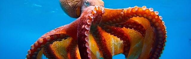 Novi uznemirujući fast food trend: Da li biste probali giros od hobotnice?