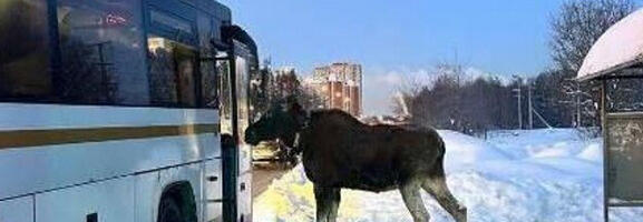 Šok na stanici: Los uredno čekao autobus i krenuo da se ukrca (VIDEO)