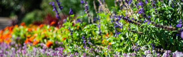 Sunca je sve više: Koje cveće možete izneti napolje, a koje još mora da pričeka