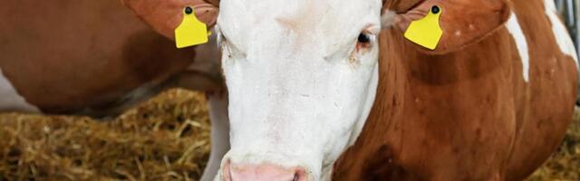 Krava pobegla iz štale, a kad su pokušali da je uhvate nastao naos: Intervenisali i vatrogasci, ali bez sreće