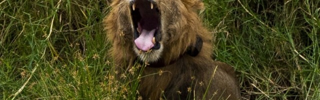 Mujo i Haso su u Africi na kampovanju, a kad odjednom u šator uđe LAV...
