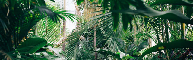 Biljke se same leče – I kakve to ima veze sa nama