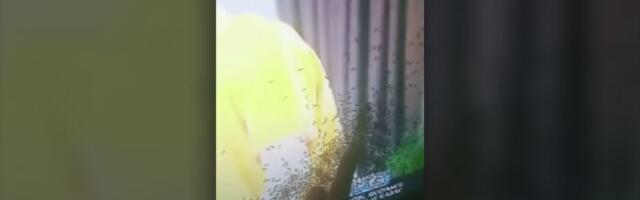 Mravi u ekranu televizora: Grozni su! (VIDEO)