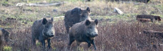 Šok i neverica! Divlje svinje se popele na drvo, pa obrstile breskve (VIDEO)