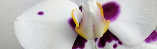 Samo jednom mesečno je dovoljno da orhideje nahranite ovim i biće lepše nego ikada