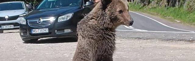 Svašta se dešava: Medved uleteo čoveku u toalet – ono što je usledilo ostavlja bez daha