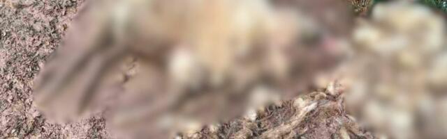 DECA SE PLAŠE DA IDU U ŠKOLU, INCIDENTI SE SAMO REĐAJU! Četiri ovce masakrirane u dvorištu u Prijepolju: Građani strahuju za svoju bezbednost zbog ZVERI! (FOTO)