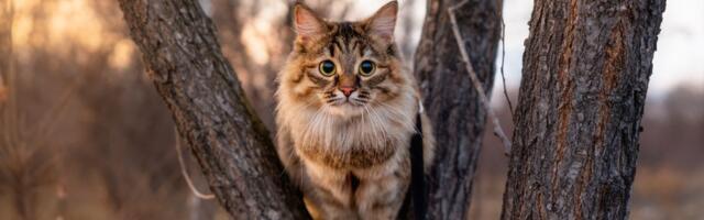 Kafić sa mačkama u SAD se zatvara do kraja godine jer je mače izazvalo poplavu