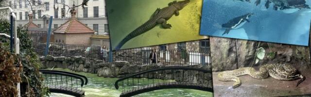 Beogradski Zoološki vrt priprema veliko iznenađenje: Otkrivamo koje nove životinje dolaze u 2026. godini (FOTO/VIDEO)