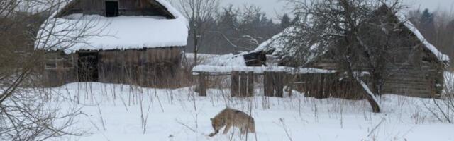 JEZIV SNIMAK IZ SRPSKOG SELA OBILAZE MREŽE: Gladna zver luta oko kuća i njuši ograde! Meštani u panici, niko ne može da odgonetne ŠTA JE OVO! (VIDEO)