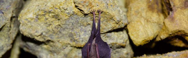 Данска уводи црвену уличну расвету да би сачувала слепе мишеве