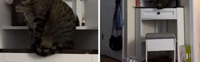 Šta mi to radiš iza leđa: Mačka uhvaćena "na delu" drsko odgovorila kad je snimljena u premetačini