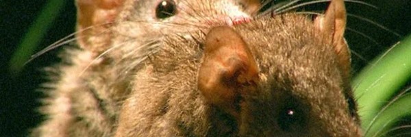 Mali poljski miš koji se doslovno ubija od seksa