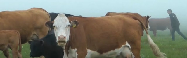 VIDEO: 1.000 konja i krava na Suvoj planini ipak neće uginuti od žeđi, vojska pomaže stočarima
