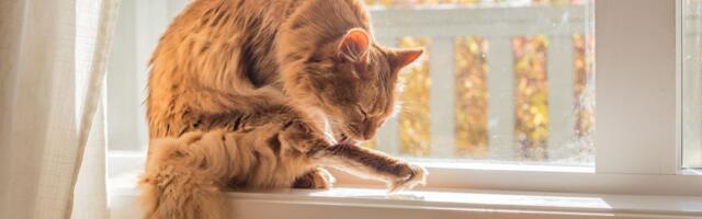 Mačka "izbila" vlasniku iz džepa 400 dolara za pregled: Ceo internet se smeje njenoj dijagnozi