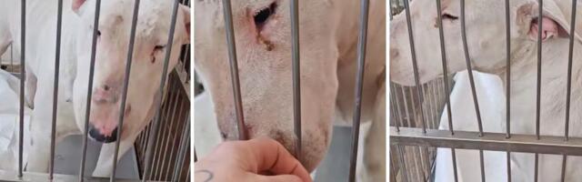 U Kruševcu nađen bulterijer Sparta: Pas završio u azilu, vlasnica iz Beograda nedostupna na telefonu