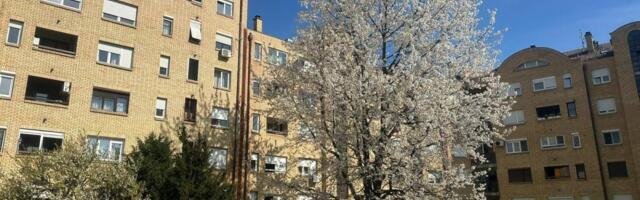 Divlja, a slatka ko med: Gorostasna trešnja među zgradama napunila 33 godine