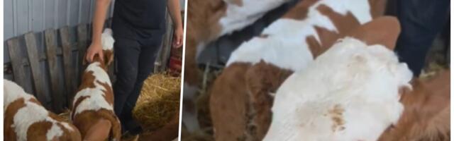 Biserka za 5 minuta otelila 3 teleta! Neverovatan prizor na imanju Đokića kod Šapca (VIDEO)