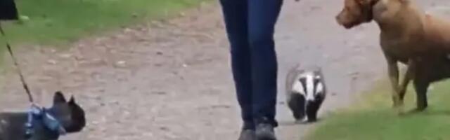 Jazavac uskoro pred sudom zbog terorisanja posetilaca parka