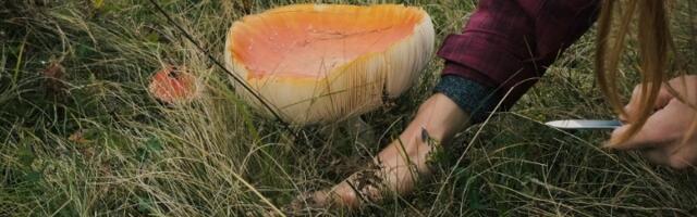 Šetao livadom, pa upao u šok! "Mislio sam da su pečurke, a onda je jedna trepnula" (VIDEO)