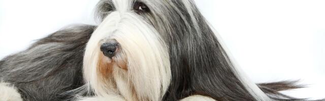 Bradati koli razmišlja svojom glavom: Ako ovom psu zadate komandu bez smisla, nasmejaće vam se u lice!